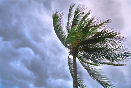 Palm tree in a windy storm.